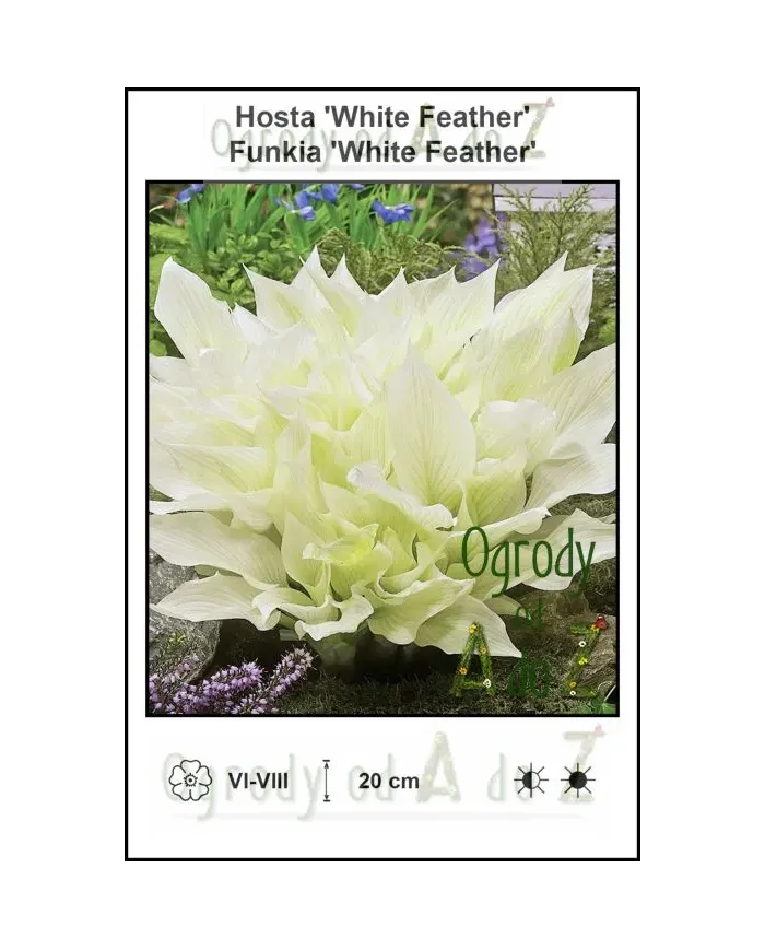 Hosta-White-Feather.jpg