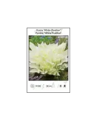 Hosta-White-Feather.jpg