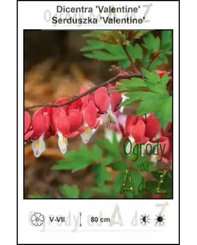 Dicentra-Valentine.jpg
