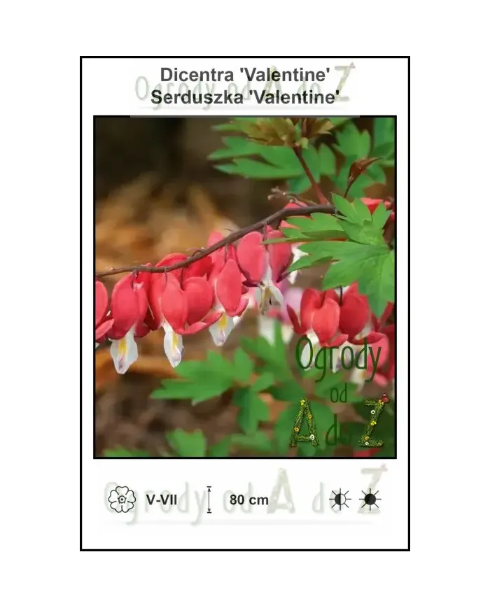 Dicentra-Valentine.jpg Dicentra-Valentine.jpg