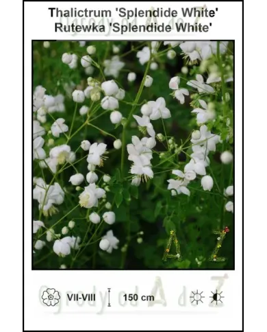 Thalictrum-Splendide-White.jpg