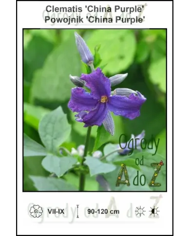 Clematis-China-Purple.jpg Clematis-China-Purple.jpg