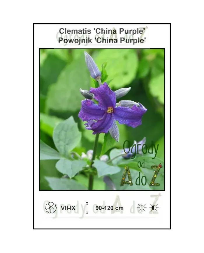 Clematis-China-Purple.jpg