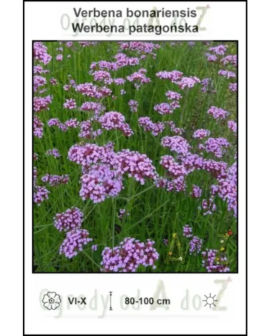 Verbena-bonariensis.jpg