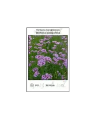 Verbena-bonariensis.jpg