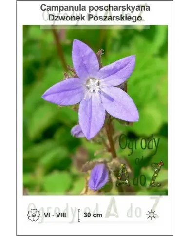 Campanula-poscharskyana.jpg Campanula-poscharskyana.jpg