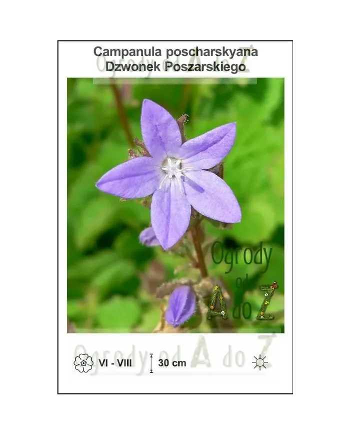 Campanula-poscharskyana.jpg