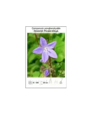 Campanula-poscharskyana.jpg