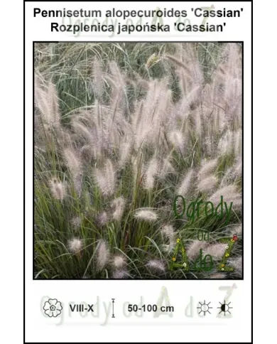Pennisetum-alopecuroides-Cassian.jpg