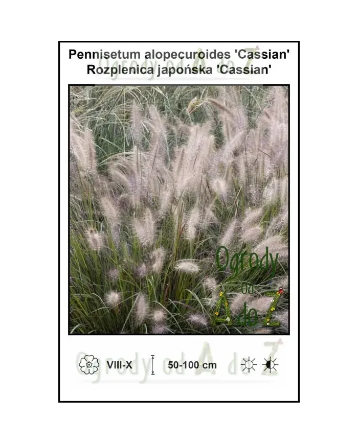 Pennisetum-alopecuroides-Cassian.jpg