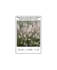 Pennisetum-alopecuroides-Cassian.jpg