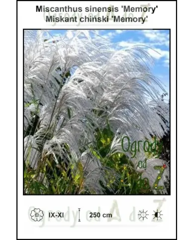 Miscanthus-sinensis-Memory.jpg