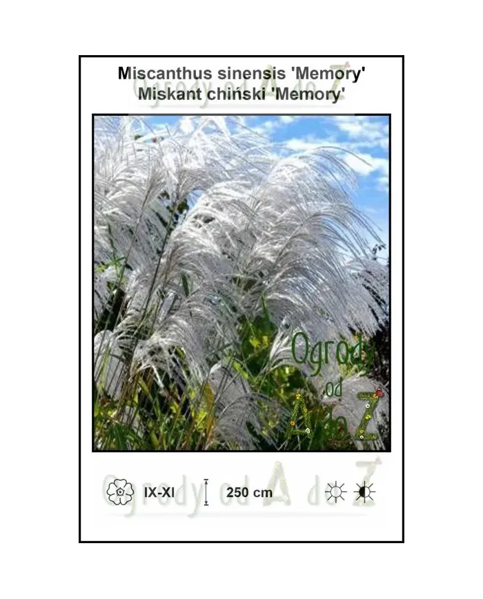 Miscanthus-sinensis-Memory.jpg