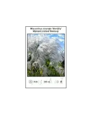 Miscanthus-sinensis-Memory.jpg