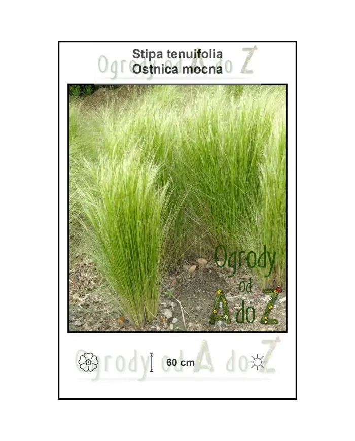 Stipa-tenuifolia.jpg