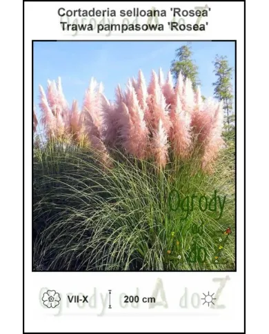 Cortaderia-selloana-Rosea.jpg