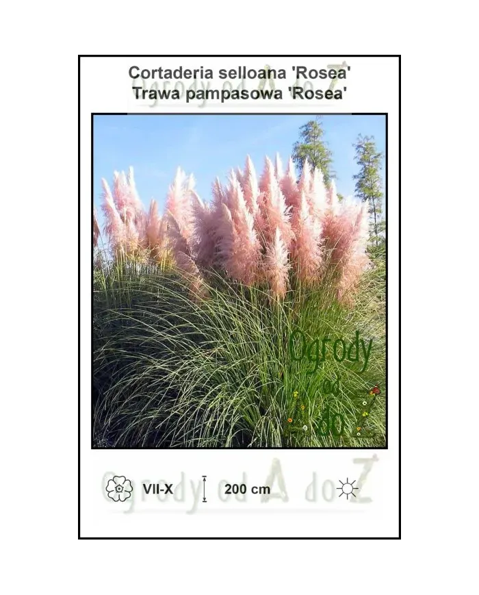 Cortaderia-selloana-Rosea.jpg