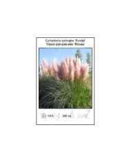Cortaderia-selloana-Rosea.jpg