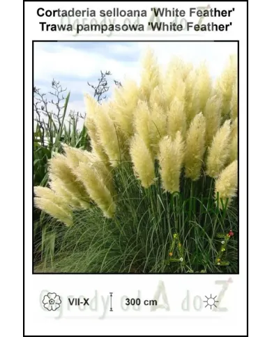 Cortaderia-selloana-White-Feather.jpg