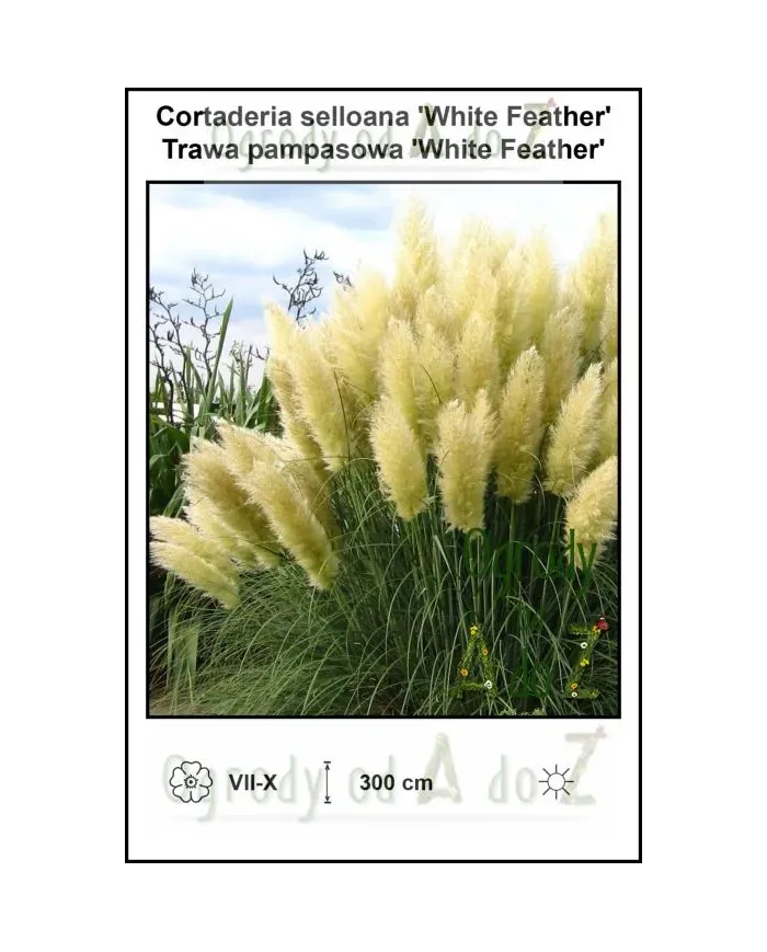 Cortaderia-selloana-White-Feather.jpg