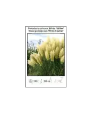 Cortaderia-selloana-White-Feather.jpg