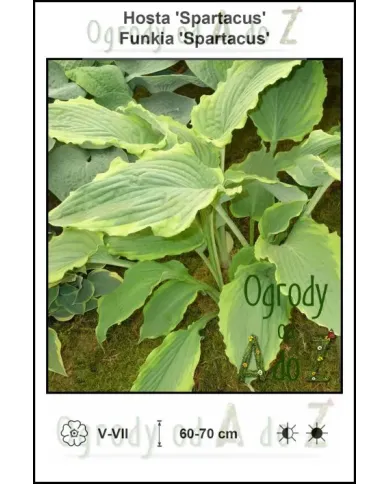 Hosta-Spartacus.jpg