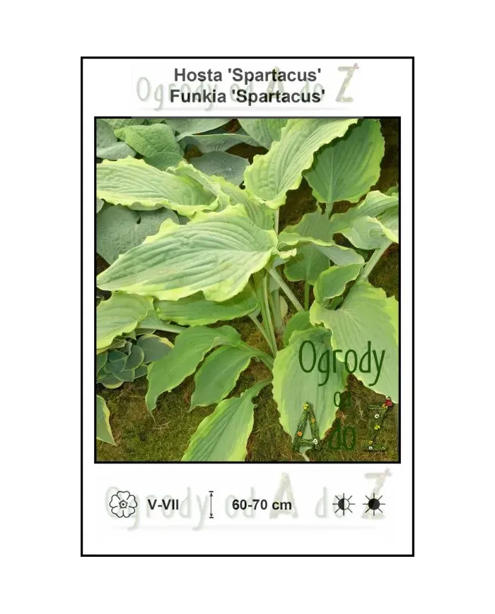 Hosta-Spartacus.jpg
