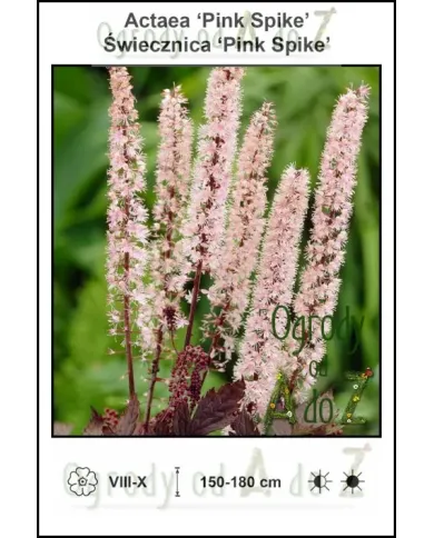 Actaea-Pink-Spike.jpg