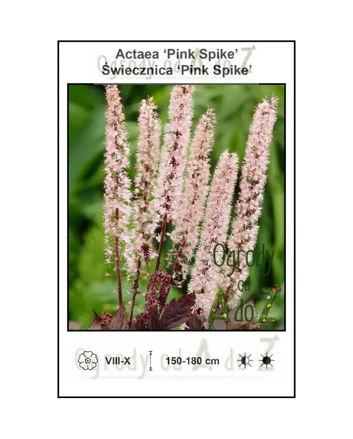 Actaea-Pink-Spike.jpg
