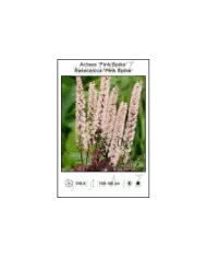 Actaea-Pink-Spike.jpg