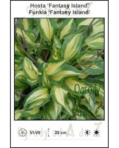 Hosta-Fantasy-Island.jpg