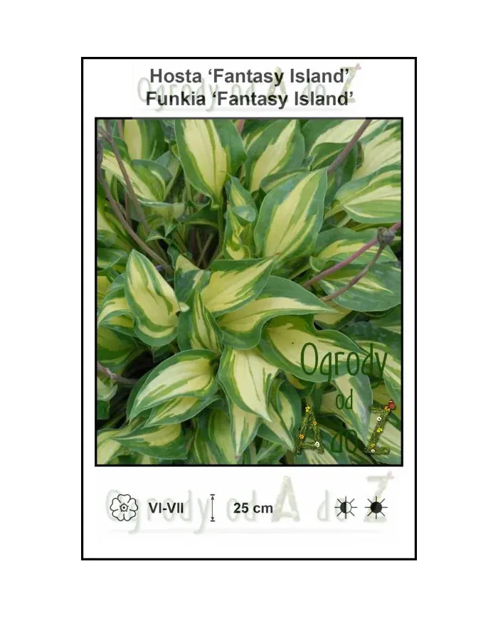 Hosta-Fantasy-Island.jpg