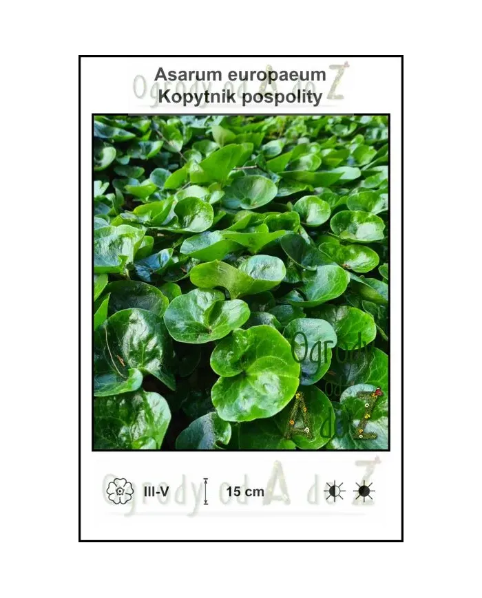 Asarum-europaeum.jpg