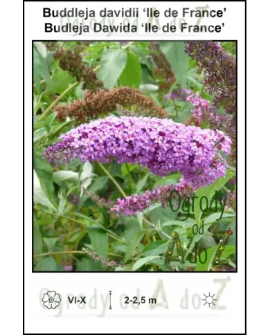 Buddleja-davidii-Ile-de-France.jpg