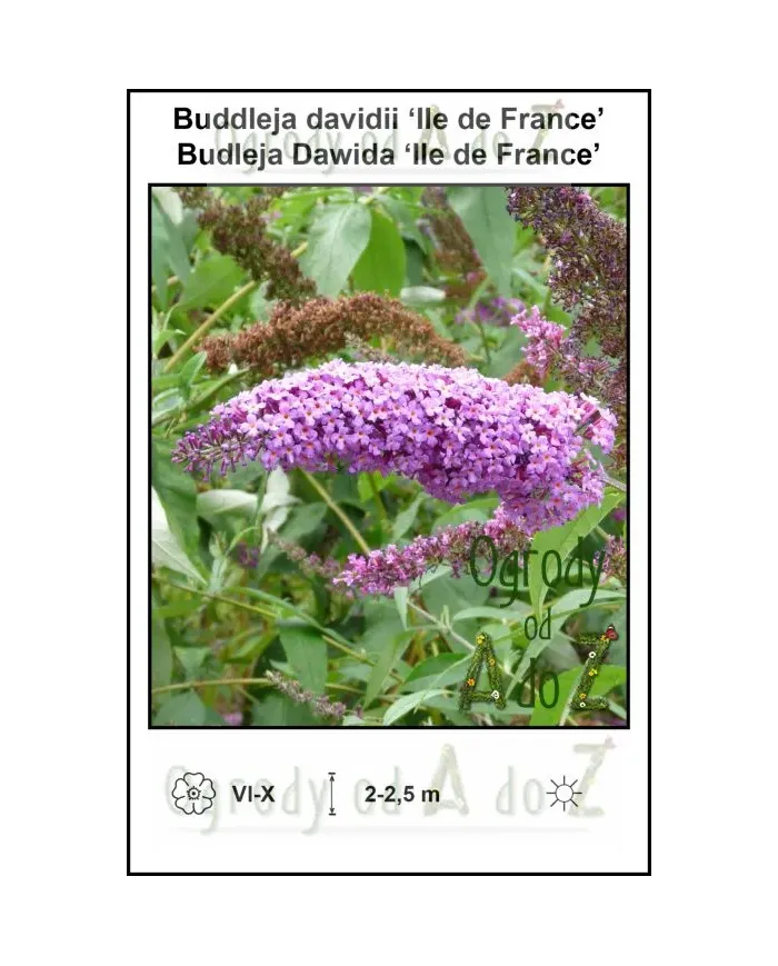 Buddleja-davidii-Ile-de-France.jpg