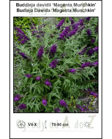Buddleja-davidii-Magenta-Munchkin.jpg