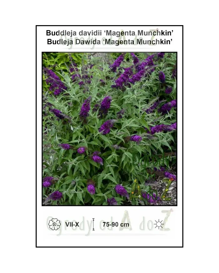 Buddleja-davidii-Magenta-Munchkin.jpg