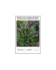Buddleja-davidii-Magenta-Munchkin.jpg