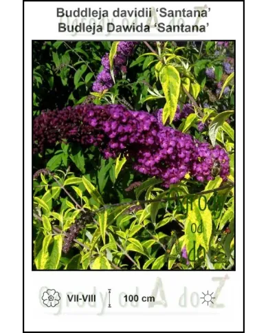 Buddleja-davidii-Santana.jpg