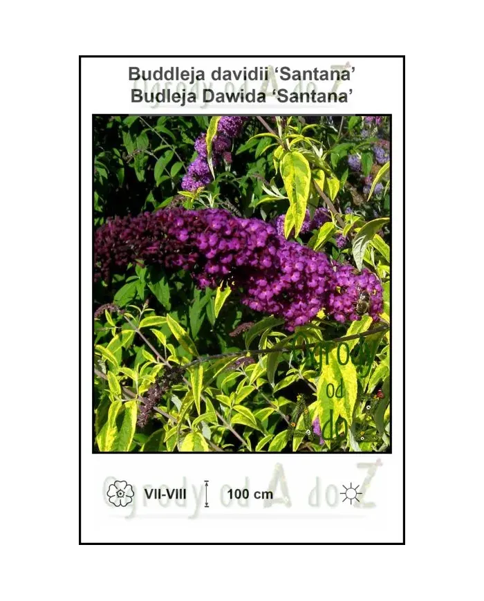 Buddleja-davidii-Santana.jpg