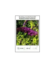 Buddleja-davidii-Santana.jpg