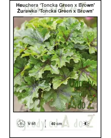 Heuchera-Toncka-Green-x-Brown.jpg Heuchera-Toncka-Green-x-Brown.jpg