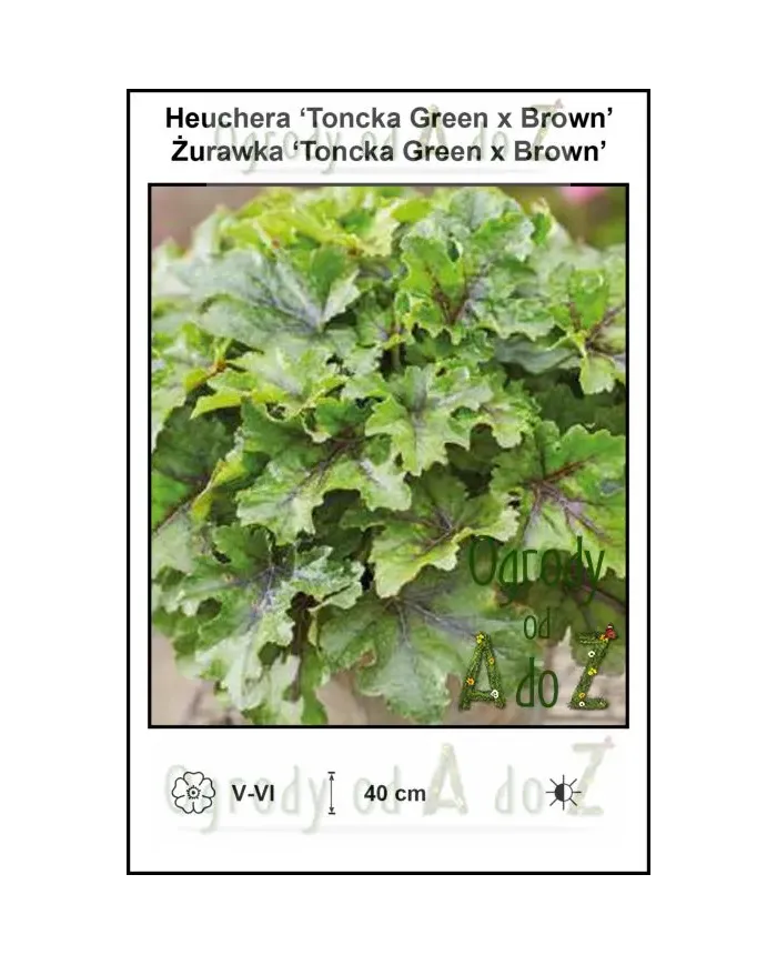 Heuchera-Toncka-Green-x-Brown.jpg