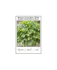 Heuchera-Toncka-Green-x-Brown.jpg