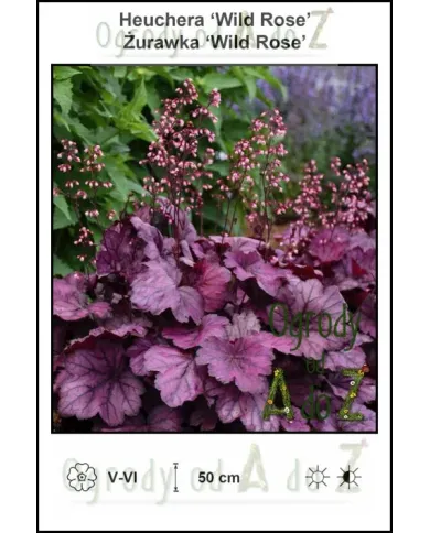 Heuchera-Wild-Rose.jpg Heuchera-Wild-Rose.jpg