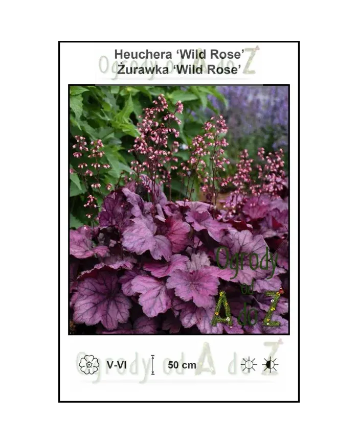 Heuchera-Wild-Rose.jpg