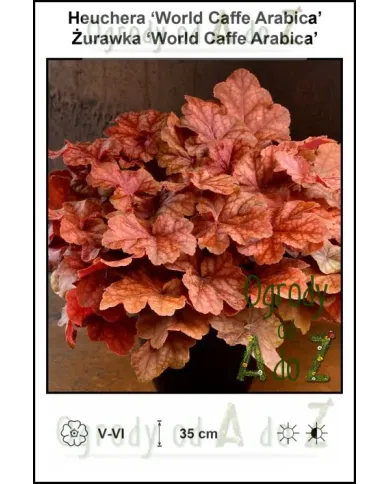 Heuchera-World-Caffe-Arabica.jpg Heuchera-World-Caffe-Arabica.jpg
