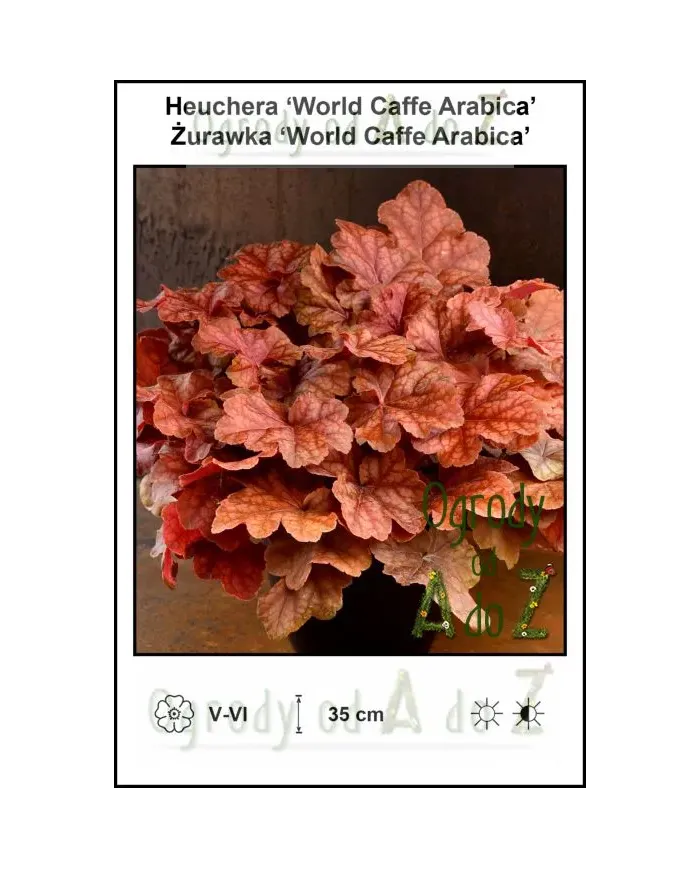 Heuchera-World-Caffe-Arabica.jpg