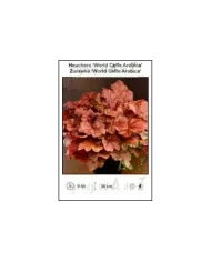 Heuchera-World-Caffe-Arabica.jpg