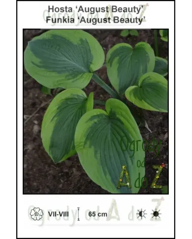 Hosta-August-Beauty.jpg